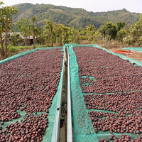 Bonne vente Mélange de café Robusta Miel Processus Café naturel en grains de café de qualité supérieure Prix de gros en usine Prêt à exporter