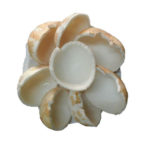 Carne de coco tierna en rodajas congelada, carne de coco joven, suministro a granel para fábrica de zumos y postres - Product Image 4