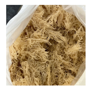 Musgo irlandés natural salvaje (musgo marino), secado al sol, en marrón, amarillo y púrpura, algodón Eucheuma de 99 DATOS DE ORO - Product Image 3