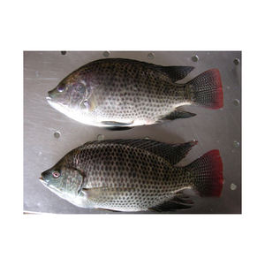 Tilapia Fish whole <b>frozen</b> cleaned fish ready for shipment - Product Image 4