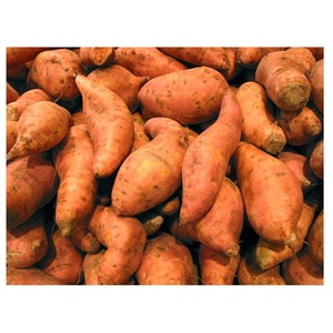 Wholesale High Quality Newest Harvest <b>FRESH</b> BELGIUM <b>SWEET</b> <b>POTATOES</b> - Product Image 2