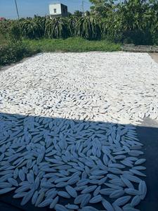 Vente chaude exportation en vrac d'os de seiche - Product Image 2