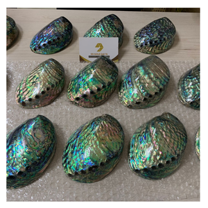 Coquille d'ormeau brut naturel Vietnam meilleur choix pour les collectionneurs de coquillages ornement fait à la main bricolage approvisionnement exportation - Product Image 5