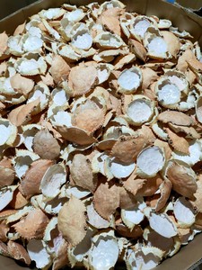 Wholesale Price Organic Carved <b>Crab</b> Seashell Beach <b>Decor</b> From Ba Ria-Vung Tau BLUE LOTUS Louis Model - Product Image 3