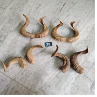 Paire d'authentiques cornes de brebis naturelles courbées pour décoration murale, projets de taxidermie, aménagement intérieur rustique et cadeaux