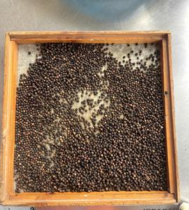 2025 Nouvelle récolte-Poivre noir au meilleur prix du fabricant Phalco Vietnam fiable - Product Image 2