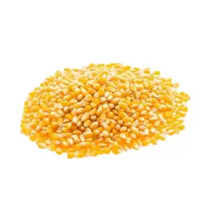 New Crop Yellow Corn Maize for human and animal feed grade consumption Yellow Corn For Poultry Feed