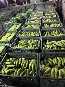 ขนมกล้วยผลไม้สดราคาถูกในเดือนนี้กล้วยสดจากเวียดนามกล้วยสมูทตี้กล้วยเขียว - Product Image 4