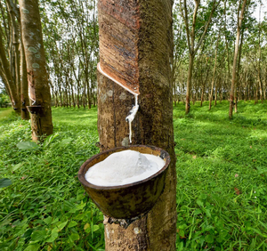 ยางลาเท็กซ์ธรรมชาติ DRC เกรดสำหรับการขึ้นรูป - Product Image 1