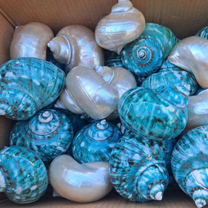 Venta al por mayor grandes conchas blancas naturales de vieira, conchas de caracol de mar pulidas para decoración listas para exportar desde Vietnam - Product Image 3