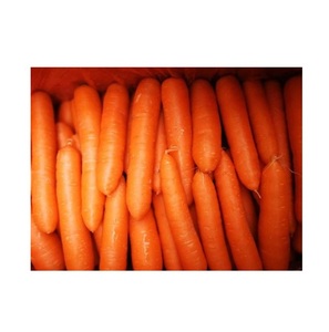 Zanahorias Frescas Orgánicas de Alta Calidad al por Mayor a Precio Económico, Especificaciones Personalizadas - Product Image 4