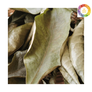 Feuilles de Corossol Naturelles Entières du Vietnam-Feuilles de Graviola Soigneusement Séchées au Soleil pour les Consommateurs Conscients - Product Image 3