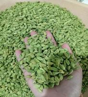 Graines de cardamome biologiques de haute qualité en provenance du Brésil, prix préférentiel pour les produits agricoles verts du Guatemala