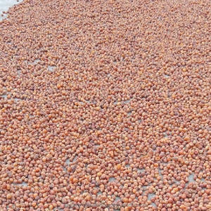 Fabricant de nettoyant pour tissus Soapnut d'Inde - Product Image 4