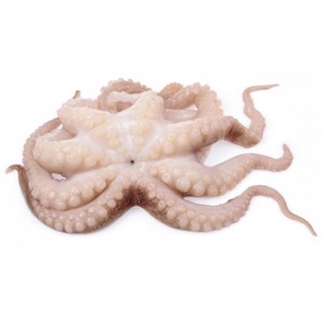 ปลาหมึกแช่แข็งสำหรับเด็กในทะเลทรงกลมจากเนเธอร์แลนด์ - Product Image 6