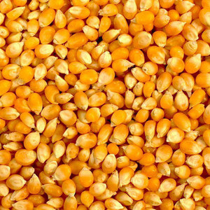 เมล็ดข้าวโพดสีเหลืองสดอบแห้งเมล็ดข้าวโพดสีเหลืองสด - Product Image 1