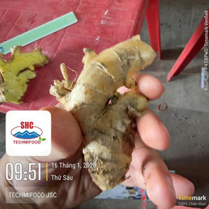 Jengibre Fresco de Vietnam, Raíz de Especia Lavada y Limpia de Primera Calidad, Suministro Global para Exportación - Product Image 5