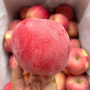 Manzanas Fuji Rojas de Primera Calidad AA, Frescas, Crujientes y Dulces, a Granel en Caja para Importación - Product Image 4