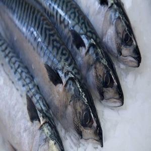 Frozen Mackerel Fish BQF Process <b>Block</b> <b>Shape</b> Whole 200-300g Bulk Packaging - Product Image 5