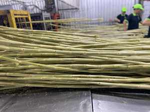 High Quality Frozen Sugarcane Stick for Business Best Choice for Frozen Vegetables - Product Image 4