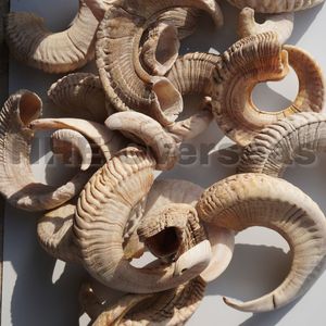 Premium Natural Ram Horn Dog Chews Golosinas saludables de larga duración que apoyan dientes fuertes Encías saludables y mascotas activas - Product Image 2