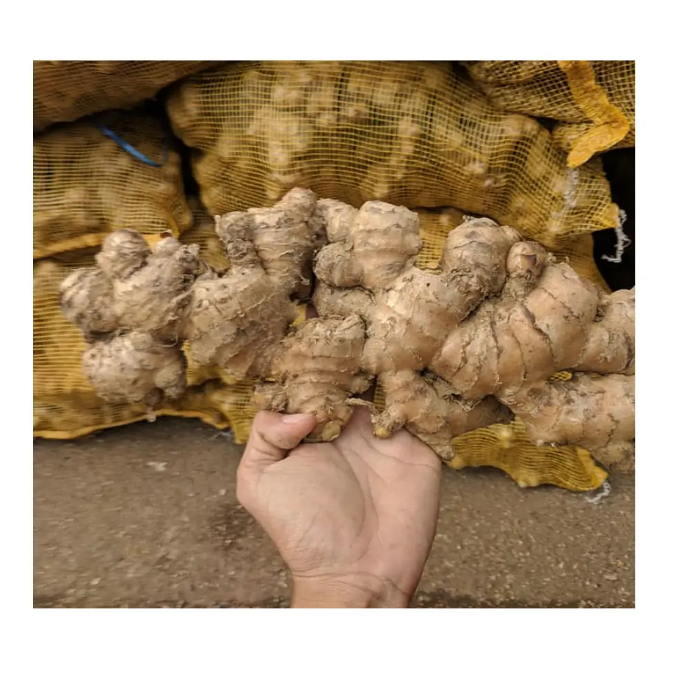 High Quality Fresh Dried Ginger Market Price Per Ton Wholesale Ginger Buyer From Vietnam 99 Gold Data