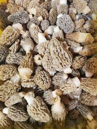 냉동 <span class=keywords><strong>morel</strong></span> 버섯 베트남 기원 진공 팩 진정한 <span class=keywords><strong>morel</strong></span> 버섯 하이 퀄리티 최고의 가격