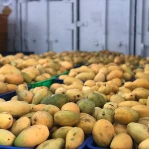 VINUT 280ml Yaourt liquide à la mangue pour enfants en bouteille Fabrication OEM/ODM Étiquetage privé Vente en gros - Product Image 3