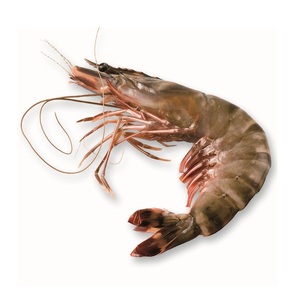 Camarones Tigre HOSO Congelados - Proveedor Mayorista de Camarones Tigre HOSO a Granel - Product Image 1