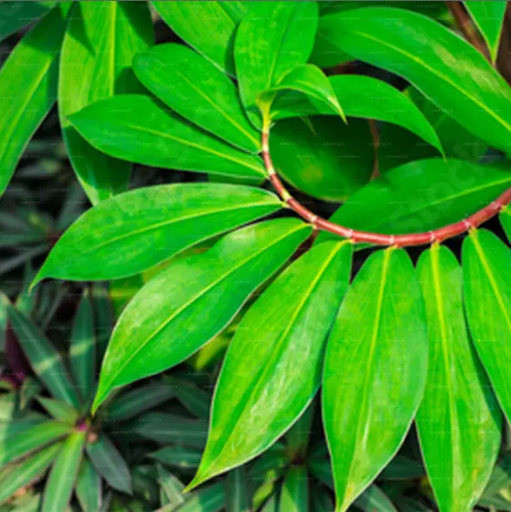 Methi Blätter-Thebu Blätter-Magen Magens ch merzen medizinische Pflanze