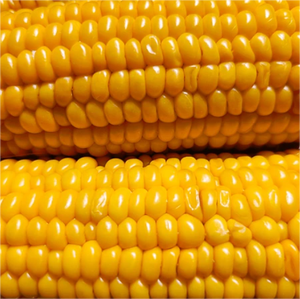 Maïs sucré en conserve en saumure de qualité supérieure - Product Image 5