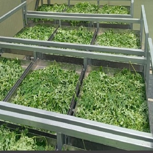 Feuille de Moringa T CUT Extrait de plantes sauvages cultivées au prix de gros - Product Image 6