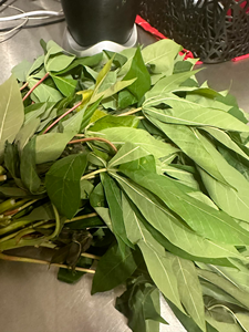 HOJA DE YUCA VERDE FRESCA/RECOGIDA A MANO/PERFECTA PARA COCINAR - Product Image 5