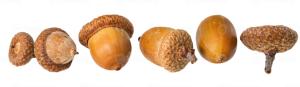 Vente en gros d'acorns de haute qualité de grande taille |   Assortiment de saveurs, goût sucré, emballé en vrac, séché à l'air, en vente - Product Image 6