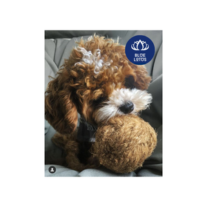 Juguete Masticable para Perros de Fibra de Coco para la Limpieza de Dientes, MUY VENDIDO - Product Image 1