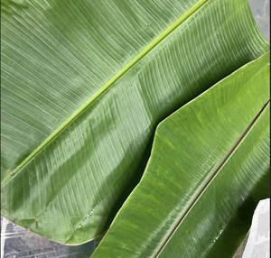 HOJAS DE BANANA NATURALES PARA ENVASAR ALIMENTOS SEGUROS Y LIMPIOS - Product Image 1