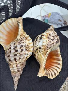 หอยสังข์ไทรทันขนาดใหญ่สำหรับตกแต่งภายในบ้านและจัดแสดงโต๊ะ - Product Image 2