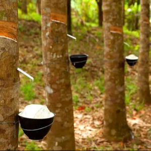 Goma natural de la taza - Product Image 1