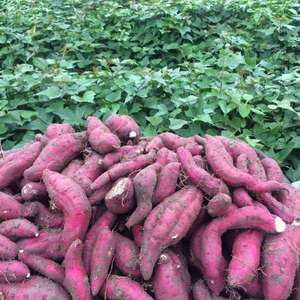 Patate douce fraîche de haute qualité provenant d'un fournisseur vietnamien, en vente au meilleur prix - Product Image 2