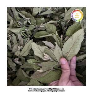 Hojas secas de guayaba procesadas naturalmente, perfectas para las compañías de té, fabricantes de cosméticos y marcas de hierbas - Product Image 3