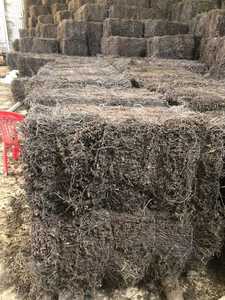 Nuevo producto jalea de hierba negra Viet Nam Grass Black Cincau Chao Guai Grass Jelly Leaf black pudding para comida + 84 767 550 132 - Product Image 4