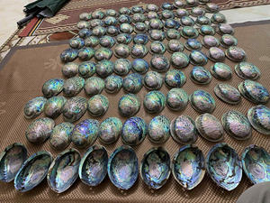 Vente en gros de coquilles d'ormeau authentiques et naturelles pour articles de décoration et accessoires de mode directement du Vietnam - Product Image 4