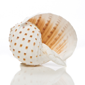 Coquille de thon tacheté d'exportation du Vietnam, magnifique pour les travaux d'artisanat, prix bas, contactez-nous maintenant pour le meilleur prix - Product Image 2