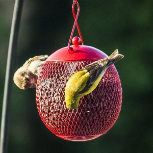 Mangeoire à oiseaux tout en métal Ak Brass, sans bois et sans plastique, mangeoire sauvage suspendue en métal - Product Image 3