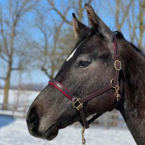 Halter rembourré de luxe de 3/4 po avec mousqueton - Product Image 2