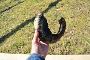 Shofar de cuerno de carnero natural auténtico para las ceremonias judías de Rosh Hashanah y Yom Kippur, Shofar de cuerno de carnero pulido hecho a mano - Product Image 6