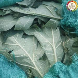 Feuilles de papaye séchées du Vietnam produites à partir de feuilles de papaye sélectionnées pour les tisanes et la transformation d'ingrédients - Product Image 2