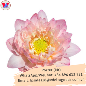 Suplemento de loto para la piel, flores fruncidas, té de pétalos de loto, proveedores de calidad a precio de fábrica, vacaciones - Product Image 5