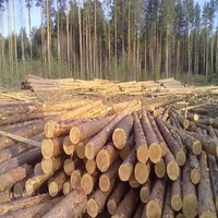 Grumes de bois de chêne de qualité supérieure et grumes de chêne hêtre épicéa de diamètre disponibles pour une livraison rapide à des prix de gros bon marché