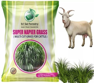 Sementes De Grama Híbrida De Alta Rendimento Vaca Feed <span class=keywords><strong>Grass</strong></span> 1kg - Product Image 2